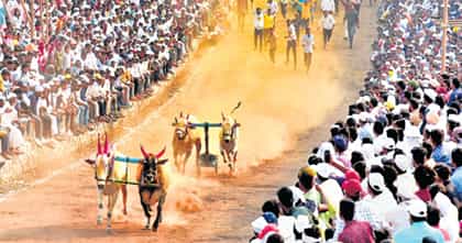 लाडक्या बैलाच्या निधनानंतर शेतकर्‍याच्या कृतीने डोळ्यात पाणी येईल.