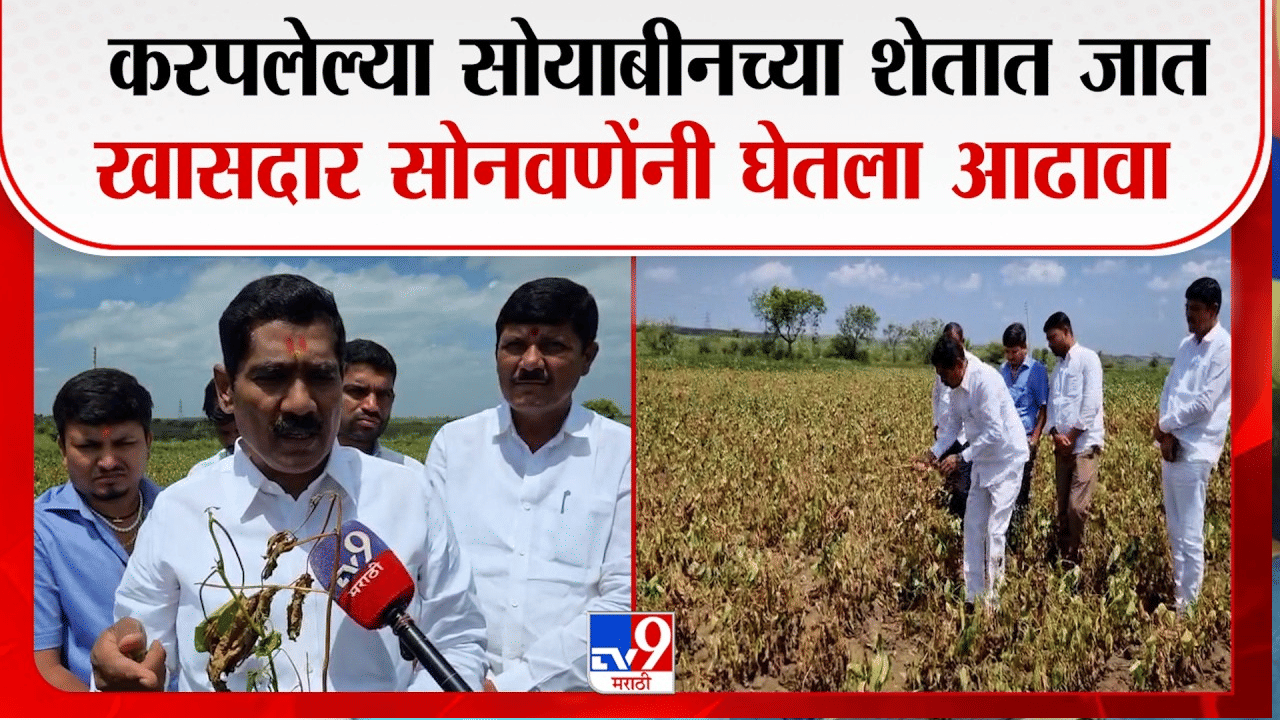 पावसाने पाठ फिरवली, सोयाबीन करपले; बीडमध्ये शेतकरी संकटात
