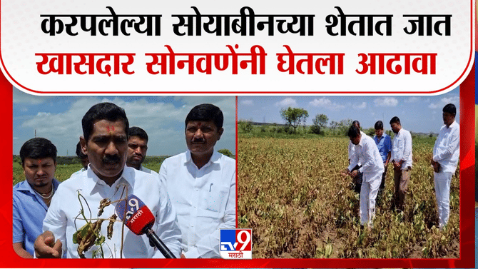 पावसाने पाठ फिरवली, सोयाबीन करपले; बीडमध्ये शेतकरी संकटात