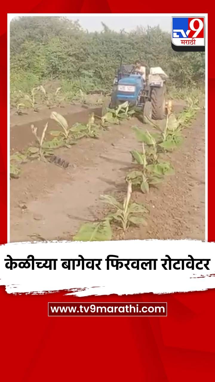 केळीच्या बागेवर फिरवला रोटावेटर-1765632