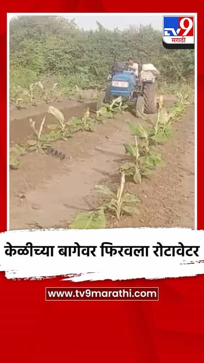 केळीच्या बागेवर फिरवला रोटावेटर-1765632