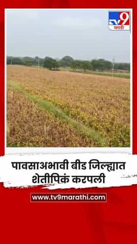 पावसाअभावी बीड जिल्ह्यात शेतीपिकं करपली