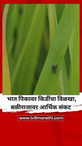 भात पिकावर किडींचा विळखा, बळीराजावर आर्थिक संकट