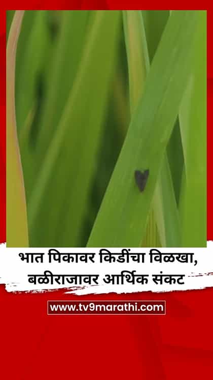 भात पिकावर किडींचा विळखा, बळीराजावर आर्थिक संकट-1765979