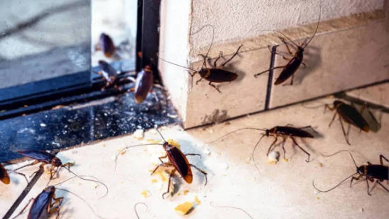 ( टीप: ही माहिती उपलब्ध स्रोतांवरून घेण्यात आली आहे. हा घरगुती उपाय असल्याने त्याचा परिणाम प्रत्येक ठिकाणी सारखाच होईलच असं नाही. घरातील झुरळांचा प्रादुर्भाव जास्त असल्यास योग्य कीटकनियंत्रण पद्धतीचा अवलंब करणं आवश्यक आहे.)