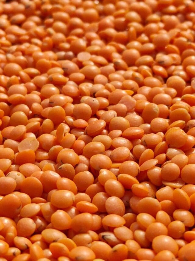 GK : मसूरच्या डाळीत किती प्रोटीन असते ?