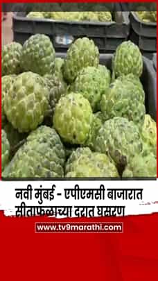नवी मुंबई-  एपीएमसी बाजारात सीताफळाच्या दरात 30 टक्क्यांची घसरण-1767713