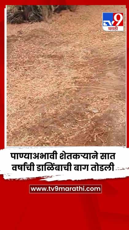 पाण्याअभावी शेतकऱ्याने सात वर्षांची डाळिंबाची बाग तोडली-1755964