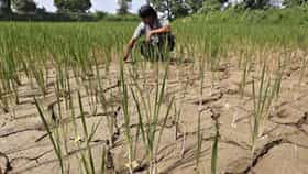 EL Nino : एल-निनोचे मोठे संकट, रब्बी पिकांना मोठा फटका, डाळींसह खाद्यतेलांवर संक्रांत