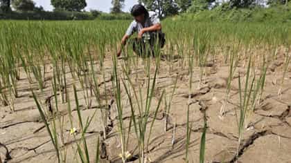 EL Nino : एल-निनोचे मोठे संकट, रब्बी पिकांना मोठा फटका, डाळींसह.....