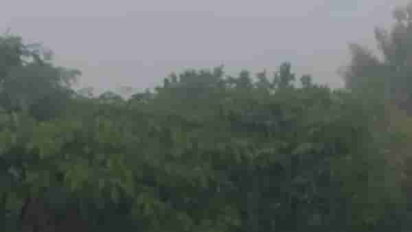 Dharashiv Rain : दीड महिन्यांच्या प्रतीक्षेनंतर धाराशिवमध्ये पावसाची दमदार एन्ट्री! शेतकऱ्यांना दिलासा, मात्र…