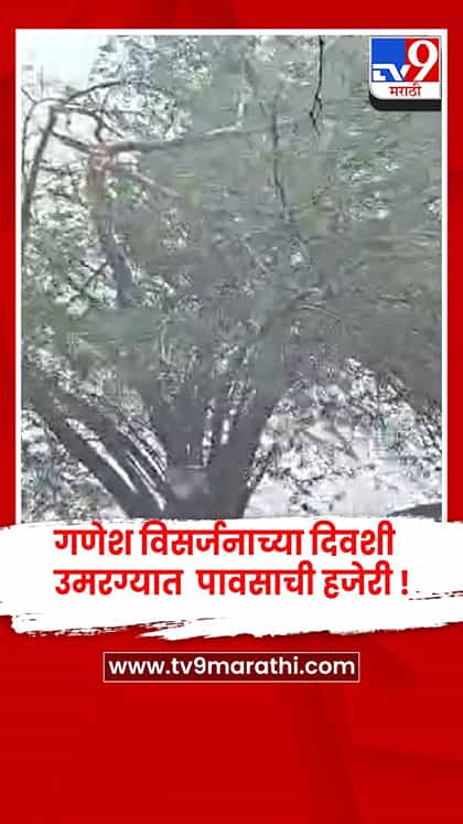 धाराशिव - उमरग्यात गणेश विसर्जनावेळी वादळी पाऊस, झाड उन्मळून 1 जखमी-1764325