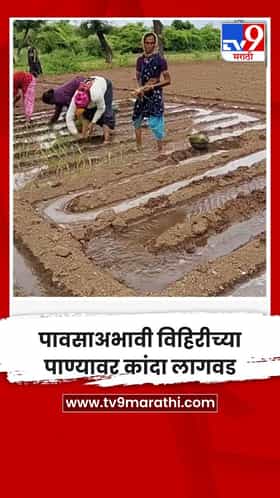पावसाअभावी विहिरीच्या पाण्यावर कांदा लागवड