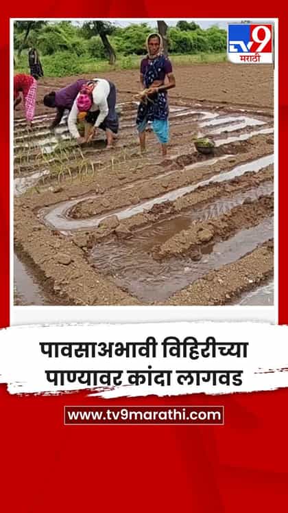 पावसाअभावी विहिरीच्या पाण्यावर कांदा लागवड-1748559