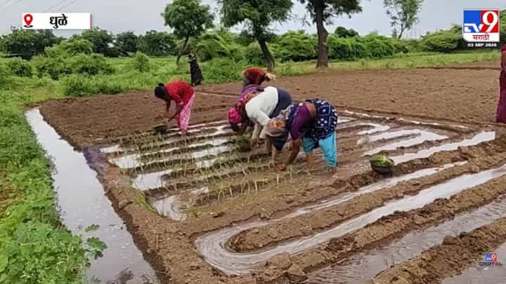 Dhule | पाऊस नाही, पण कांद्याला भाव भारी! धुळ्यात 4,000 ते 4,500 पार; विहिरीच्या पाण्यावरच... Dhule | पाऊस नाही, पण कांद्याला भाव भारी! धुळ्यात 4,000 ते 4,500 पार; विहिरीच्या पाण्यावरच...