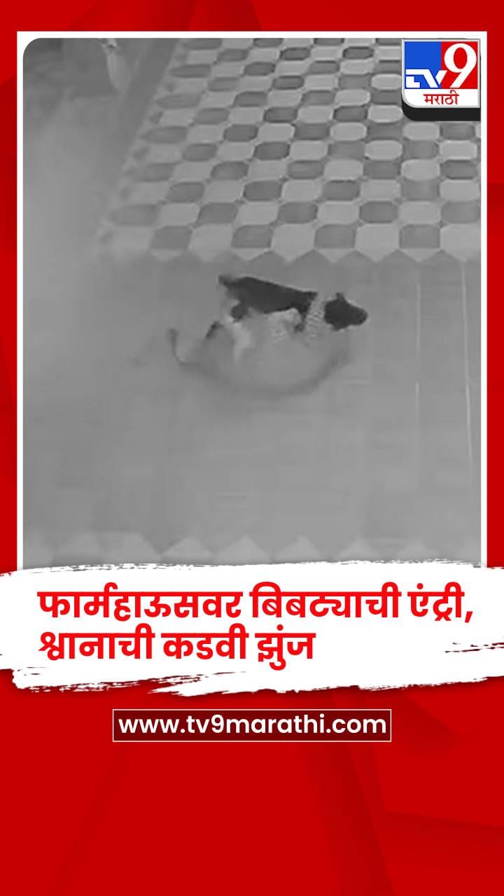 माजी आमदार राजू पाटील यांच्या भावाच्या फार्महाऊसवर बिबट्याची एंट्री, श्वानाने दिली कडवी झुंज-1752178