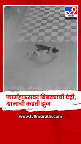 माजी आमदार राजू पाटील यांच्या भावाच्या फार्महाऊसवर बिबट्याची एंट्री, श्वानाने दिली कडवी झुंज