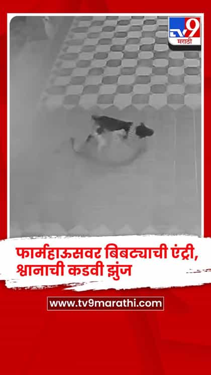 माजी आमदार राजू पाटील यांच्या भावाच्या फार्महाऊसवर बिबट्याची एंट्री, श्वानाने दिली कडवी झुंज-1752178