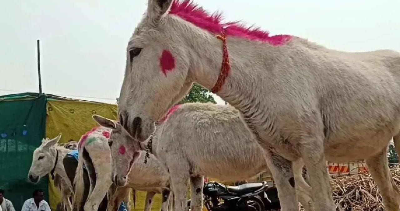 संकटाची चाहूल झाल्यावर घोडा हा वेगाने धावू शकतो. घोडा कोणत्याही संकटातून जीव वाचवू शकतो. पण गाढव हा संकटात पुढे जाणे टाळतो. गाढवाचा स्वभाव हा शांत असतो.