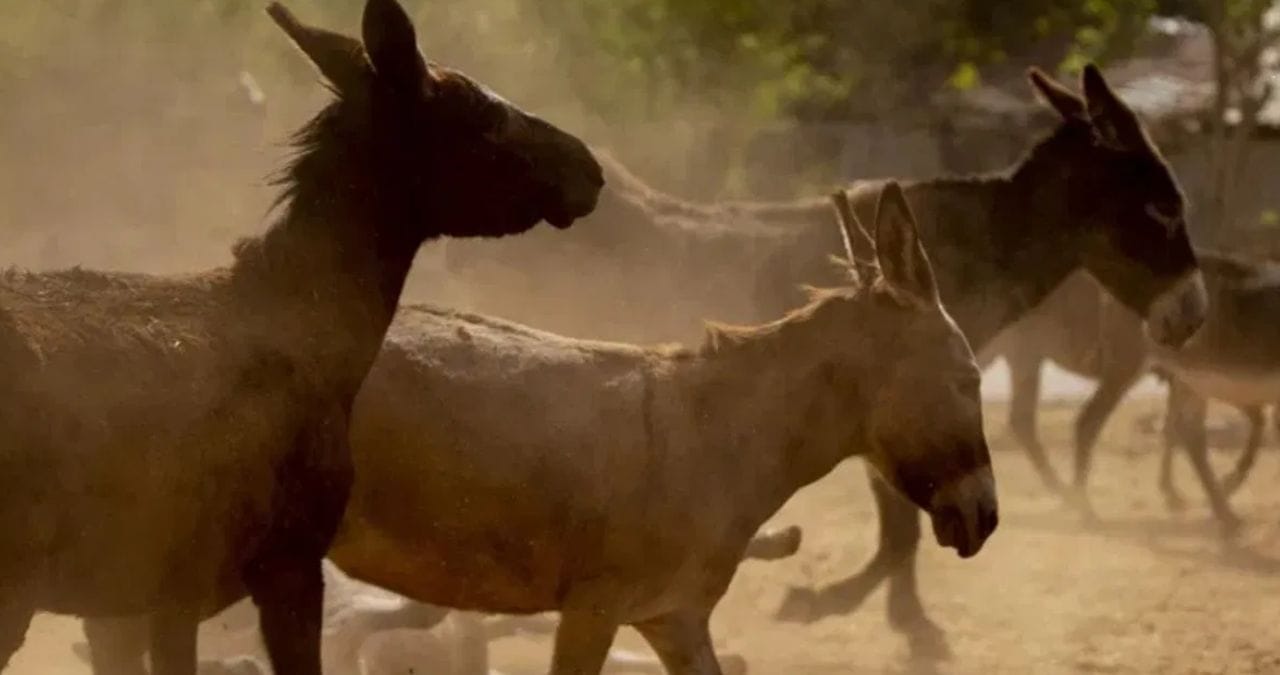 गाढवामध्ये शिकणे आणि निर्णय घेण्याची क्षमता चांगली असते. गाढवामध्ये समजण्याची प्रचंड क्षमता असते. तसेच परिस्थितीचे आकलन करण्याची क्षमता असते.