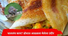 बापरे...! मुंबईतील प्रसिद्ध हॉटेलच्या मसाला डोशात आढळला मेलेला उंदीर, ग्राहकाला मळमळ अन् उलट्या
