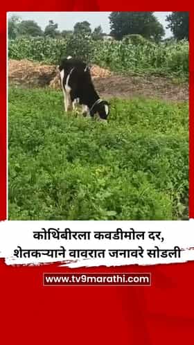 कोथिंबीरला कवडीमोल दर, शेतकऱ्याने वावरात जनावरे सोडली
