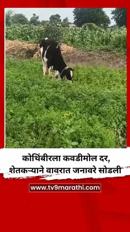 कोथिंबीरला कवडीमोल दर, शेतकऱ्याने वावरात जनावरे सोडली-1748249