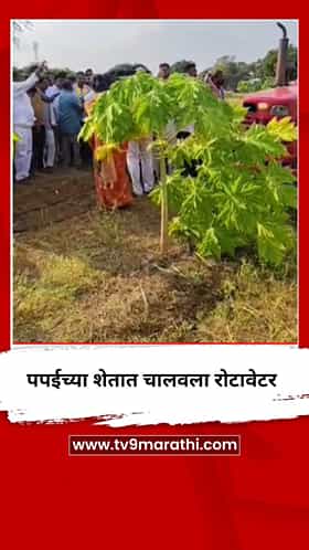 रोहित पवारांसमोरच शेतकऱ्याने पपईच्या शेतात चालवला रोटावेटर