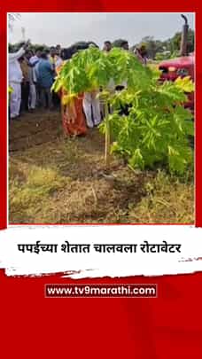 रोहित पवारांसमोरच शेतकऱ्याने पपईच्या शेतात चालवला रोटावेटर-1768465