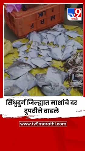 सिंधुदुर्ग जिल्ह्यात माशांचे दर दुपटीने वाढले