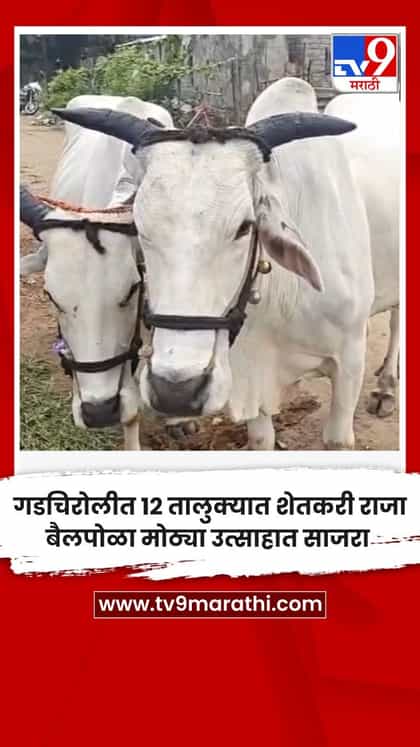गडचिरोलीत १२ तालुक्यात शेतकरी राजा बैलपोळा मोठ्या उत्साहात साजरा-1753678