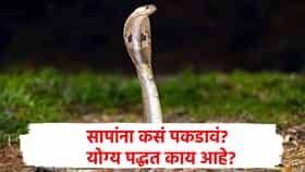 सापाला पकडण्यासाठी नेमकं काय करावं? कोणती ट्रिक वापरावी? वाचा...
