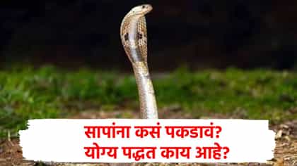 सापाला पकडण्यासाठी नेमकं काय करावं? कोणती ट्रिक वापरावी? वाचा....