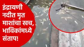 इंद्रायणी नदीत जिकडे-तिकडे मृत माशांचा खच, नेमका कोणाचा शाप लागला? भाविकांमध्ये संताप!