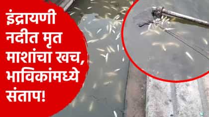 इंद्रायणी नदीत जिकडे-तिकडे मृत माशांचा खच, नेमका कोणाचा शाप लागला?.