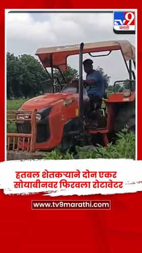 बुलढाणा: दुष्काळामुळे शेतकऱ्याने सोयाबीन पीक केलं नष्ट ; मोठं आर्थिक संकट