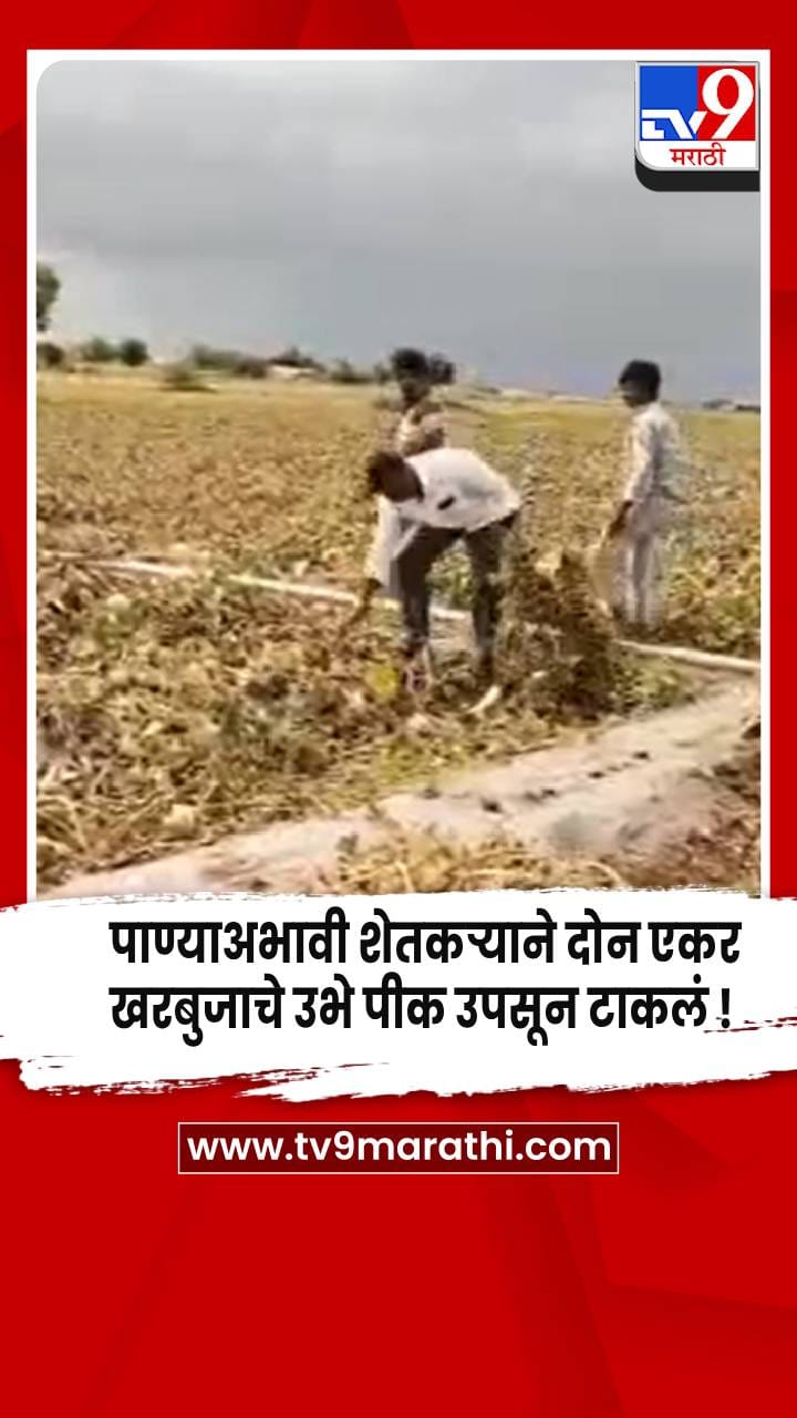 सांगोल्यात दुष्काळाची दाहकता... पाण्याअभावी शेतकऱ्याने खरबुजाचे उभं पीक उपसून टाकलं !-1751323