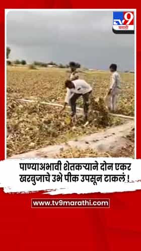 सांगोल्यात दुष्काळाची दाहकता... पाण्याअभावी शेतकऱ्याने खरबुजाचे उभं पीक उपसून टाकलं !
