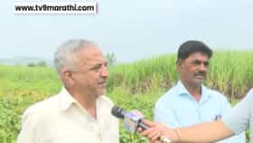 कोल्हापुरात पावसाअभावी काढणीला आलेली पिके धोक्यात, शेतकरी हवालदिल