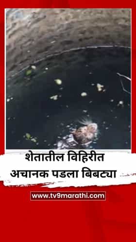 शेतातील विहिरीत अचानक पडला बिबट्या