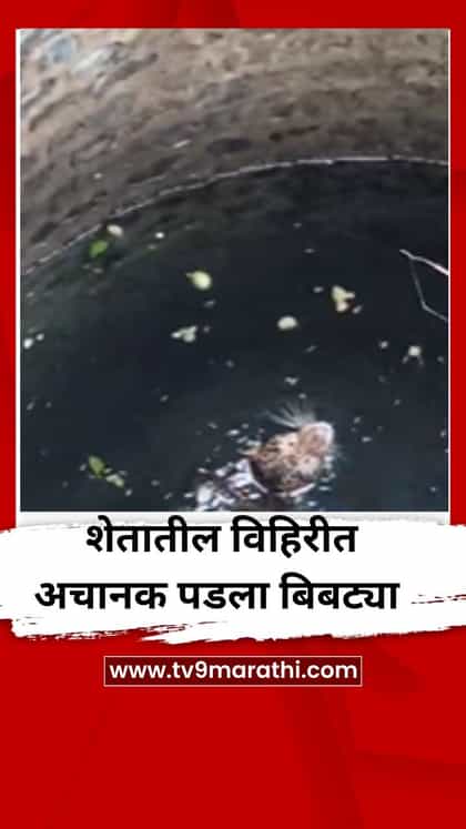 शेतातील विहिरीत अचानक पडला बिबट्या-1755728