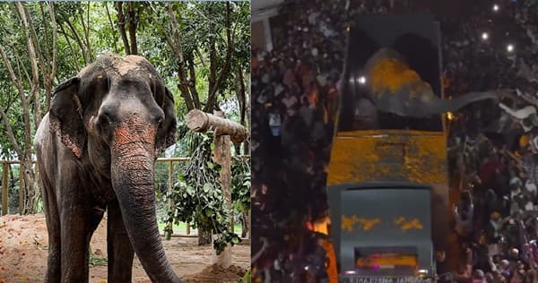 कोल्हापूरच्या शिरोळमध्ये असलेल्या नांदणी मठात माधुरी हत्ती अखेर 13 महिन्यांनी एन्ट्री झाली आहे. माधुरी हत्ती ही मागील काही महिन्यांपासून गुजरातच्या वनतारामध्ये होती.