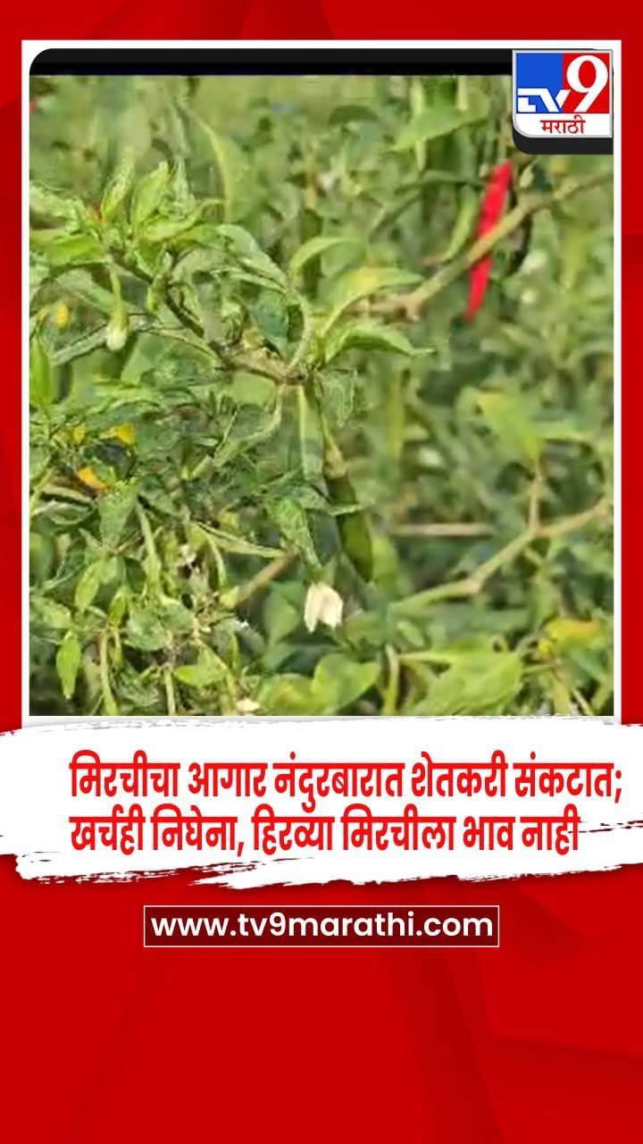 नंदुरबार मिरची उत्पादक अडचणीत: कमी दरांमुळे शेतकऱ्यांची आर्थिक कों...