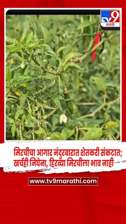 नंदुरबार मिरची उत्पादक अडचणीत: कमी दरांमुळे शेतकऱ्यांची आर्थिक कोंडी-1749933