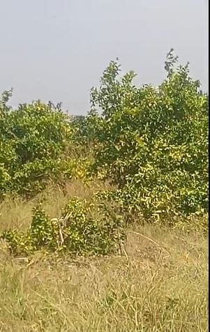 दुष्काळाने शेती आणि शेतकऱ्यांच्या जगण्यावर किती गंभीर परिणाम केला आहे, याचे हे विदारक चित्र आहे. पाण्याअभावी दीड एकर मोसंबीची बाग काढण्याची वेळ. शेतकऱ्याच्या डोळ्यांसमोर हिरवळ उद्ध्वस्त करण्यात आली.