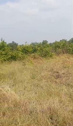 पावसाअभावी राज्यामध्ये सरकारने दुष्काळ जाहीर केला आहे. या पार्श्वभूमिवर शेतकऱ्यांच्या संमीश्र प्रतिक्रिया समोर येत आहेत. त्याचवेळी शेतकऱ्यांना आता अशाही काही निर्णयांना सामोरे जावे लागत आहे. ज्या पिकांना जीव लावून वाढवलं त्यांनाच उद्ध्वस्त करण्याची वेळ येऊन ठेपली आहे.