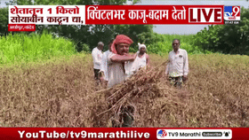 Viral Video : माझ्या शेतातून एक किलो सोयाबीन काढून दाखवा, नाहीतर... संतप्त शेतकऱ्याचं सरकारला आव्हान