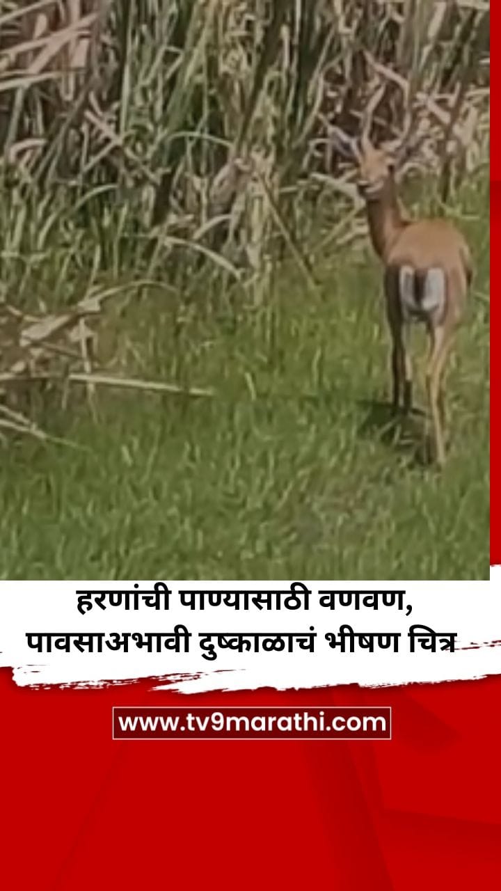 हरणांची पाण्यासाठी वणवण, पावसाअभावी दुष्काळाचं भीषण चित्र-1757991