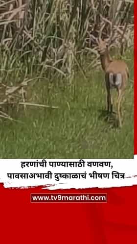 हरणांची पाण्यासाठी वणवण, पावसाअभावी दुष्काळाचं भीषण चित्र