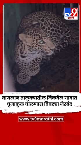 बागलान तालुक्यातील निकवेल गावात धुमाकूळ घालणारा बिबट्या जेरबंद